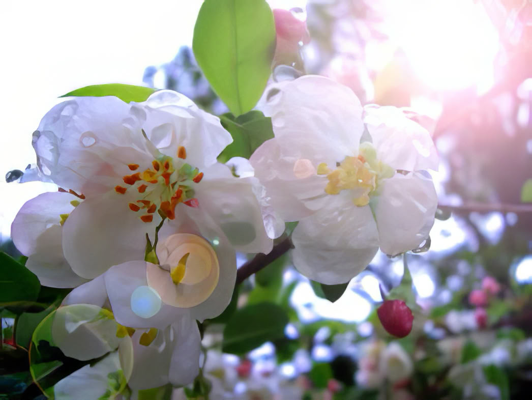 Ausbildung und Lebenslauf Ursula Demarmels Spirituelle Rückführungen Dr. Michael Newton; Wer warst du? Wer war ich? Mein erstes Leben; Das Jenke Experiment; TV Reinkarnations Expertin; Wiedergeburt; unsterbliche göttliche Seele. Apfelblüten mit Tautropfen & Sonnenlicht-Flare (c) Univ.-Prof. Dr. Gerhard W. Hacker 