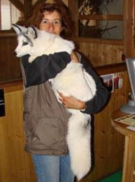 Ursula Demarmels trägt selbstverständlich nur lebenden Pelz! Hier den geretteten Fuchs Kibib auf Gut Aiderbichl, 11/2007 (c) Univ.-Prof. Dr. Gerhard W. Hacker 